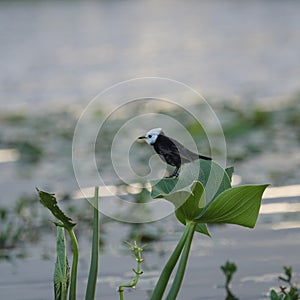 The white-headed marsh tyrant (Arundinicola leucocephala)