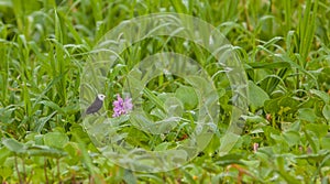 White-headed Marsh Tyrant and flower