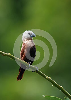 White-Headed Munia