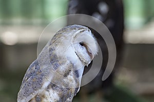 White-headed owl posing and looking at camera