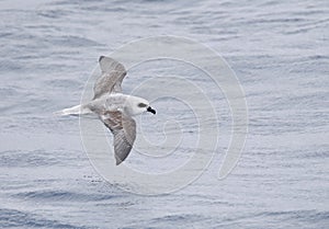 White-headed petrel, Pterodroma lessonii