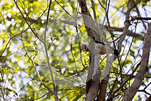 White-headed Vanga, Artamella viridis, has a beak caught moth, reserve Tsingy Ankarana, Madagascar