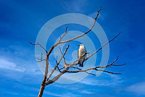 White-headed vanga, Artamella viridis, white bird on the tree branch with blue sky, Kirindy forest in Madagascar. Vanga - endemic