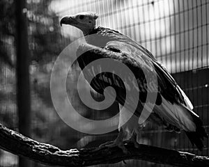 A White-headed Vulture in a bird sanctuary