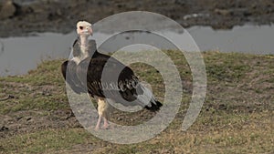 White headed vulture  in Chobe National Park