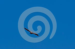 White-headed Vulture in Flight over Etosha photo