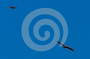 White-headed Vulture in Flight over Etosha photo