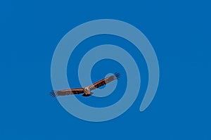 White-headed Vulture in Flight over Etosha photo