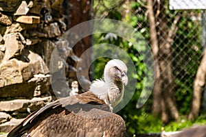 White-headed vulture. A large adult from the order Falconiformes and the family of hawks. Interesting animal feeds