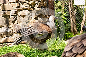 White-headed vulture. A large adult from the order Falconiformes and the family of hawks. Interesting animal feeds