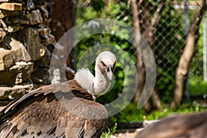 White-headed vulture. A large adult from the order Falconiformes and the family of hawks. Interesting animal feeds