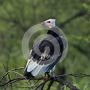 White-headed vulture perched on a branch, Serengeti