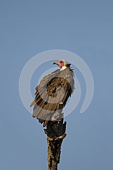 White-headed vulture perched on dead branch