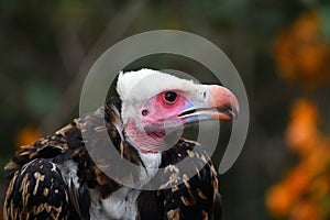 White-headed vulture portrait & x28;Trigonoceps occipitalis& x29;