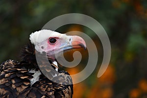 White-headed vulture portrait & x28;Trigonoceps occipitalis& x29;
