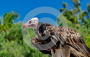 White-headed vulture Trigonoceps occipitalis