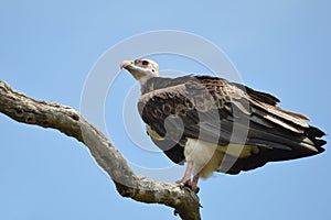 White-headed Vulture (Trigonoceps occipitalis)