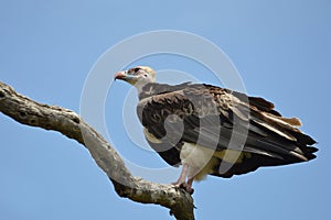 White-headed Vulture (Trigonoceps occipitalis)