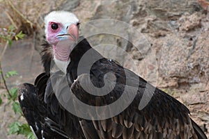 White-Headed Vulture (Trigonoceps Occipitalis)