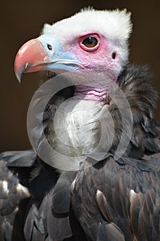 White-Headed Vulture (Trigonoceps Occipitalis)