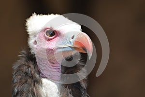 White-Headed Vulture (Trigonoceps Occipitalis)