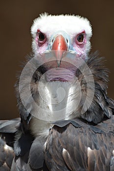 White-Headed Vulture (Trigonoceps Occipitalis)