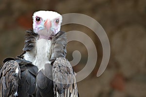 White-Headed Vulture (Trigonoceps Occipitalis)