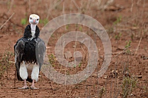 White-headed Vulture (Trigonoceps occipitalis)