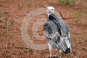 White-headed Vulture (Trigonoceps occipitalis)