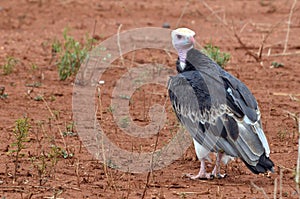 White-headed Vulture (Trigonoceps occipitalis)