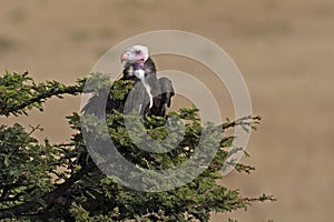 White Headed Vulture, trigonoceps occipitalis, Adult standing on Bush, Masai Mara Park in Kenya