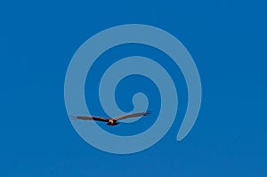 White-headed Vulture in Flight over Etosha photo