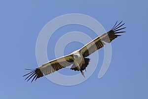 White-headed Vulture Trigonoceps occipitalis in flight