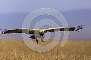 White-headed Vulture Trigonoceps occipitalis in flight