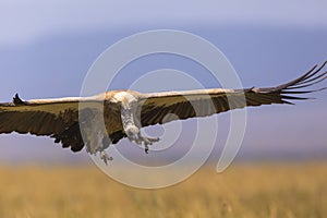 White-headed Vulture Trigonoceps occipitalis in flight