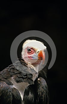 White Headed Vulture, trigonoceps occipitalis, Portrait of Adult, Kenya