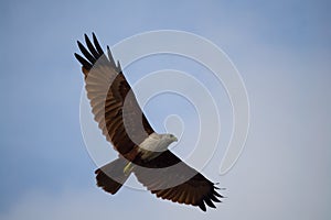 White headed wild eagle flight in the sky