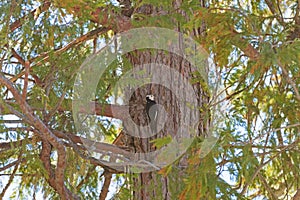 White Headed Woodpecker on a Tree