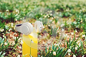 White headphones on the box at nature background. Spring flowers and headphones