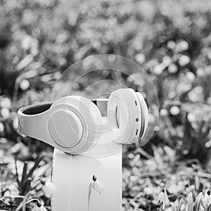 White headphones on the box at nature background. Spring flowers and headphones