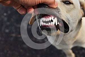 white and healthy dog teeths