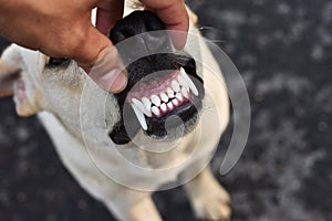 white and healthy dog teeths