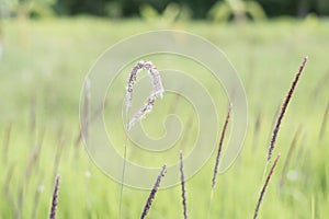 White heart grass (Cogongrass, Alang-alang, Lalang