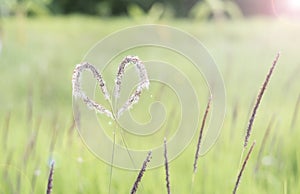 White heart grass (Cogongrass, Alang-alang, Lalang