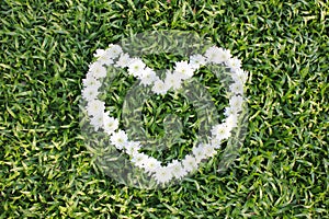 White heart made from daisy flowers