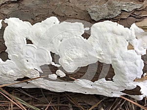 White Heart Rot Fungus - Spongipellis brecedelensis - Morgan County Alabama USA