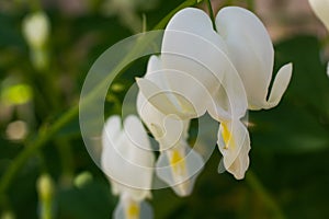 White hearth flowers