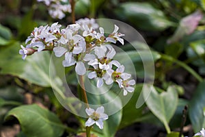 white Heartleaf Bergenia photo