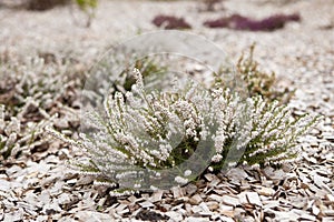 White heather