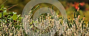 White heather